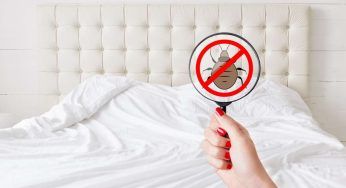Cimici da letto, paura anche in Italia: come debellarle senza fatica