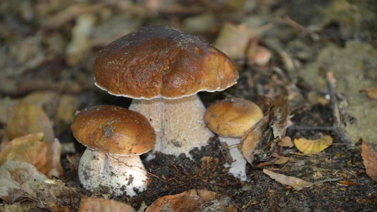 Funghi porcini