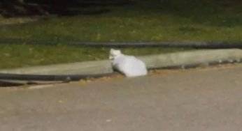Si avvicina a quel batuffolo bianco e lo accarezza: credeva fosse un gatto, invece la clamorosa scoperta FOTO