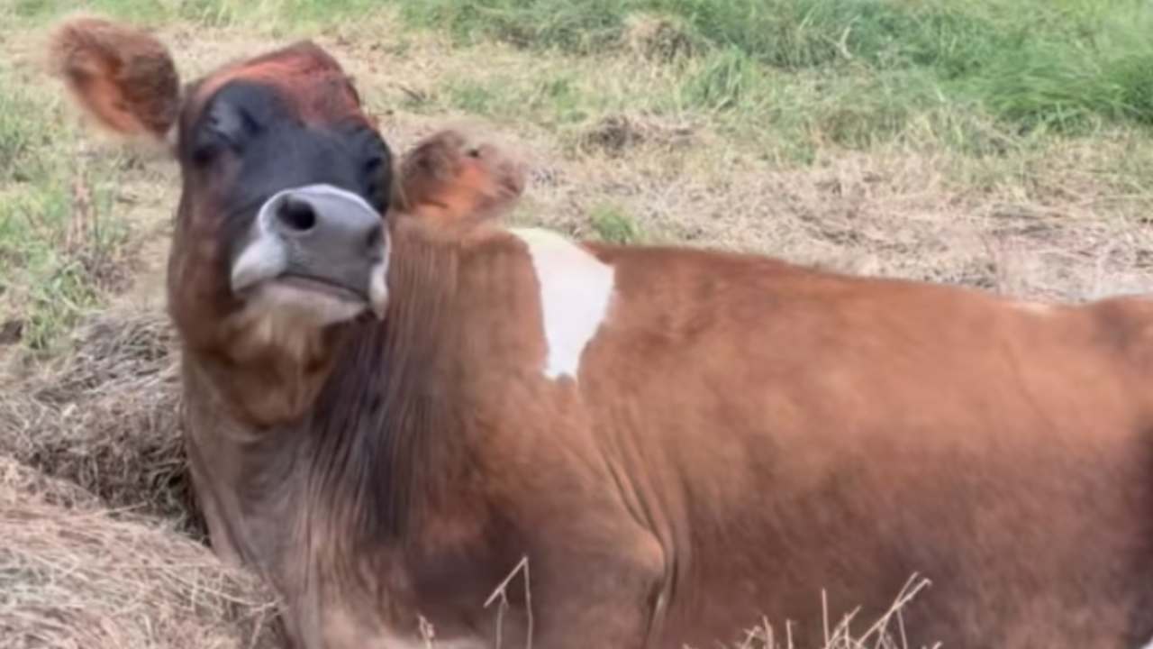 mucca Helen salvata allevamento intensivo