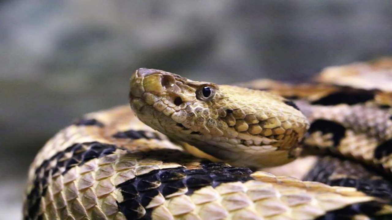 Serpente in giardino