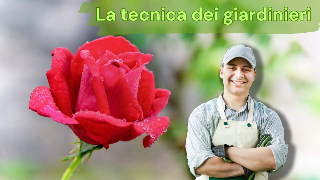 moltiplicare rosa con talee