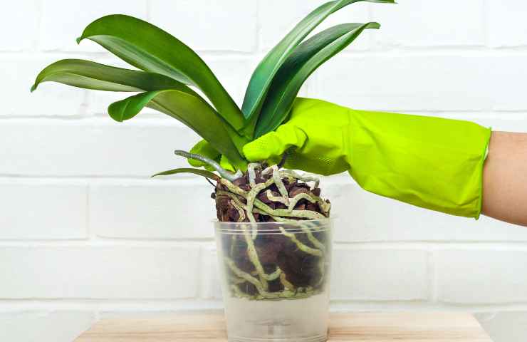Orchidea vaso radici rinvaso metodo