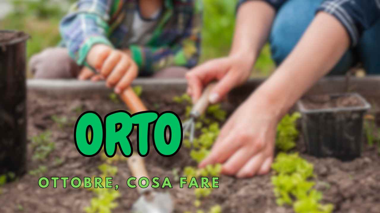 Orto consigli lavori ottobre