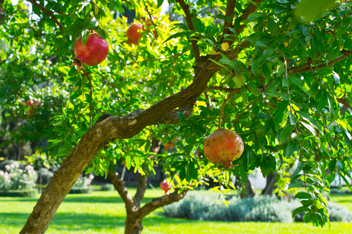 Albero di melograno con bacche