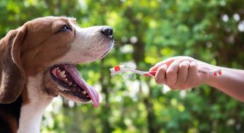 Denti del cane, pulirli correttamente è fondamentale: come farlo senza stress