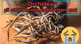 Falsi miti sulle orchidee, molti errori li hai commessi anche tu