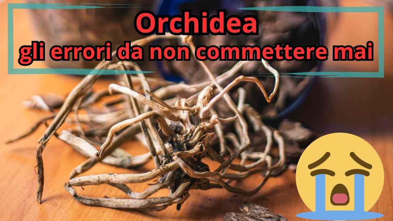 falsi miti orchidea