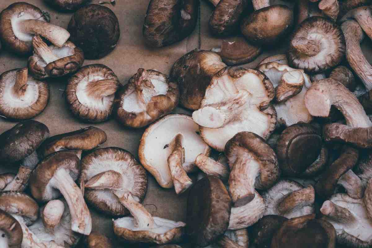 Funghi shiitake