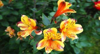 Alstroemeria: la pianta simile al giglio ma dai colori caldi