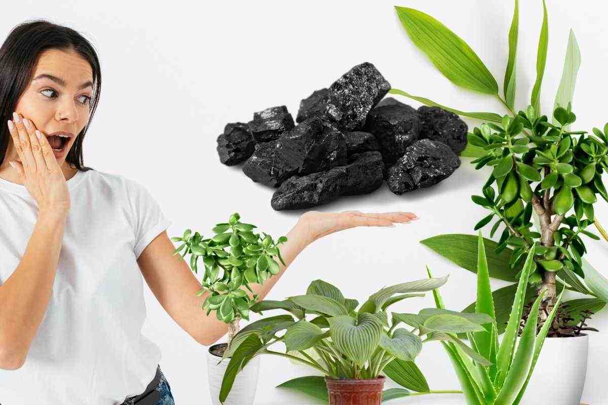 ragazza carbone piante verdi