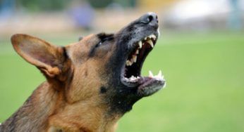 Se il tuo cane abbaia, ti spieghiamo cosa NON fare MAI