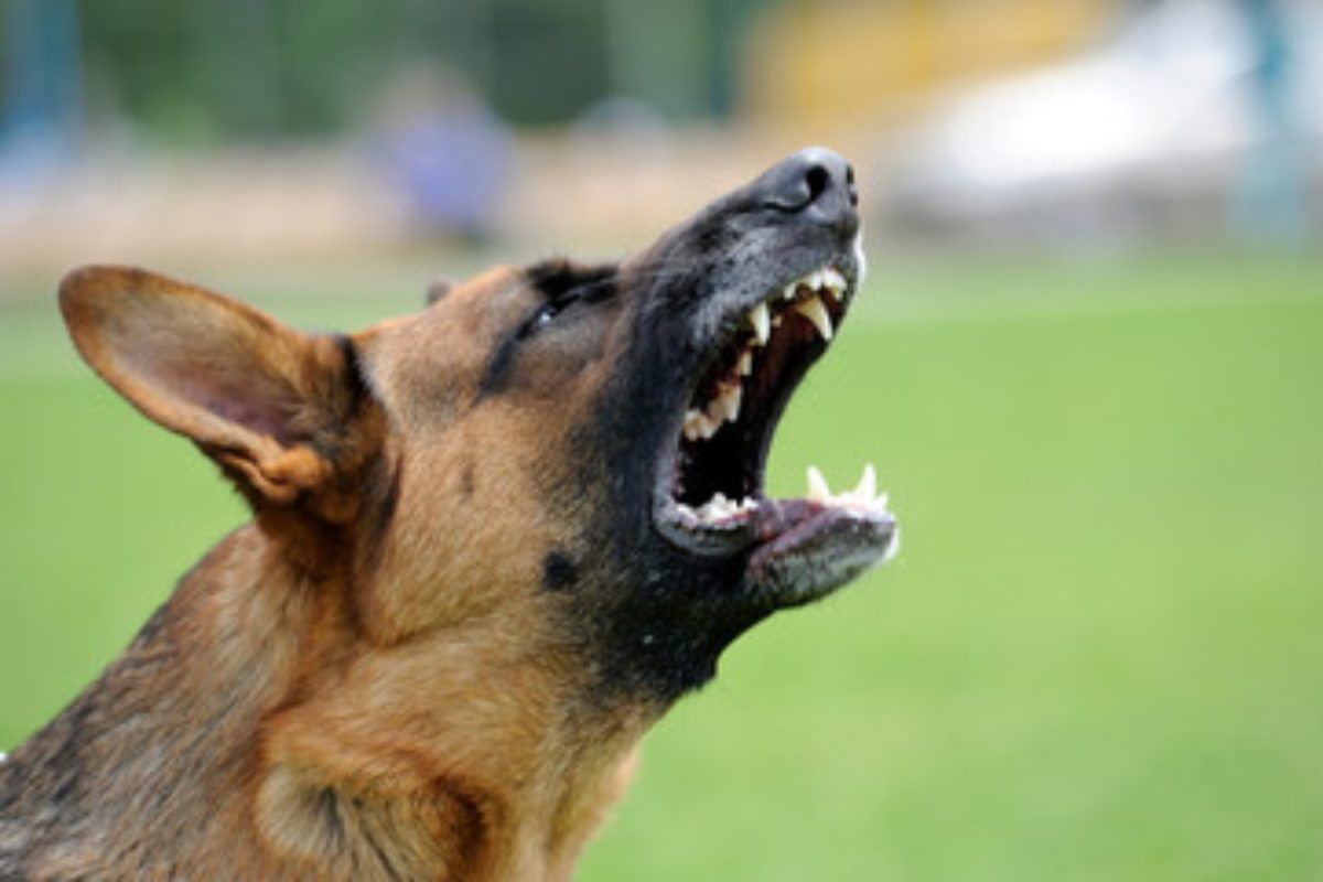 cane abbaia non fare comportamento