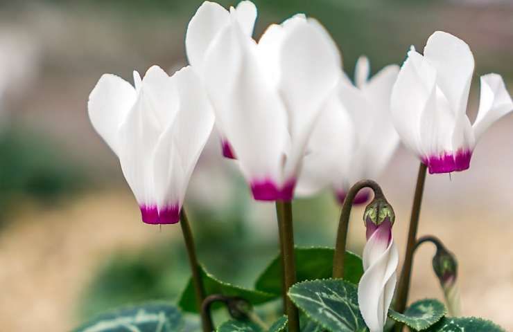ciclamini bianchi in fiore
