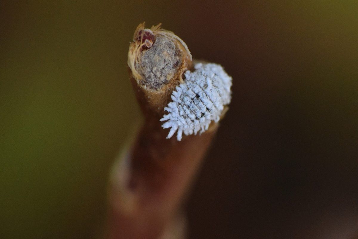 Cocciniglia su ramo