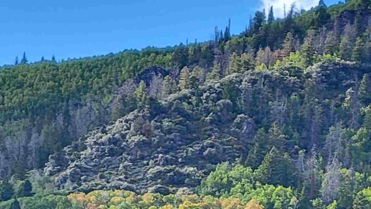 Pando foresta Fishlake apparato radicale unico