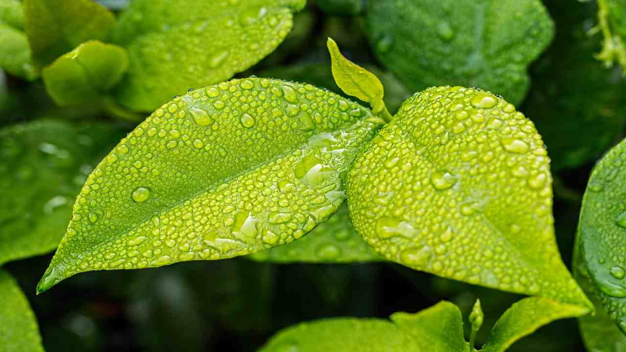 foglie fotovoltaiche efficienza sistema produzione acqua