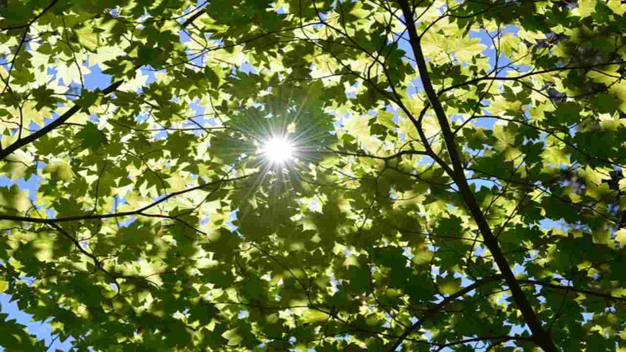 Perchè le piante sono verdi