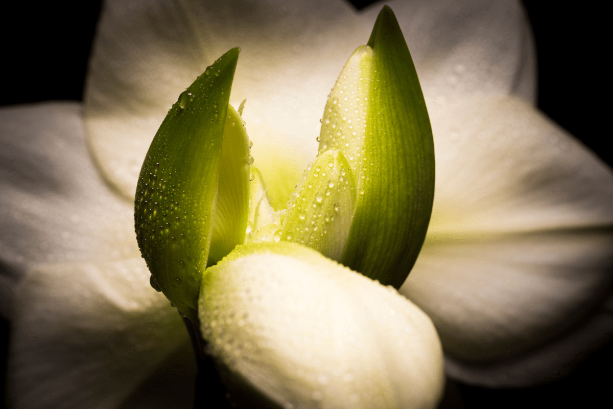 Hamaryllis bianco