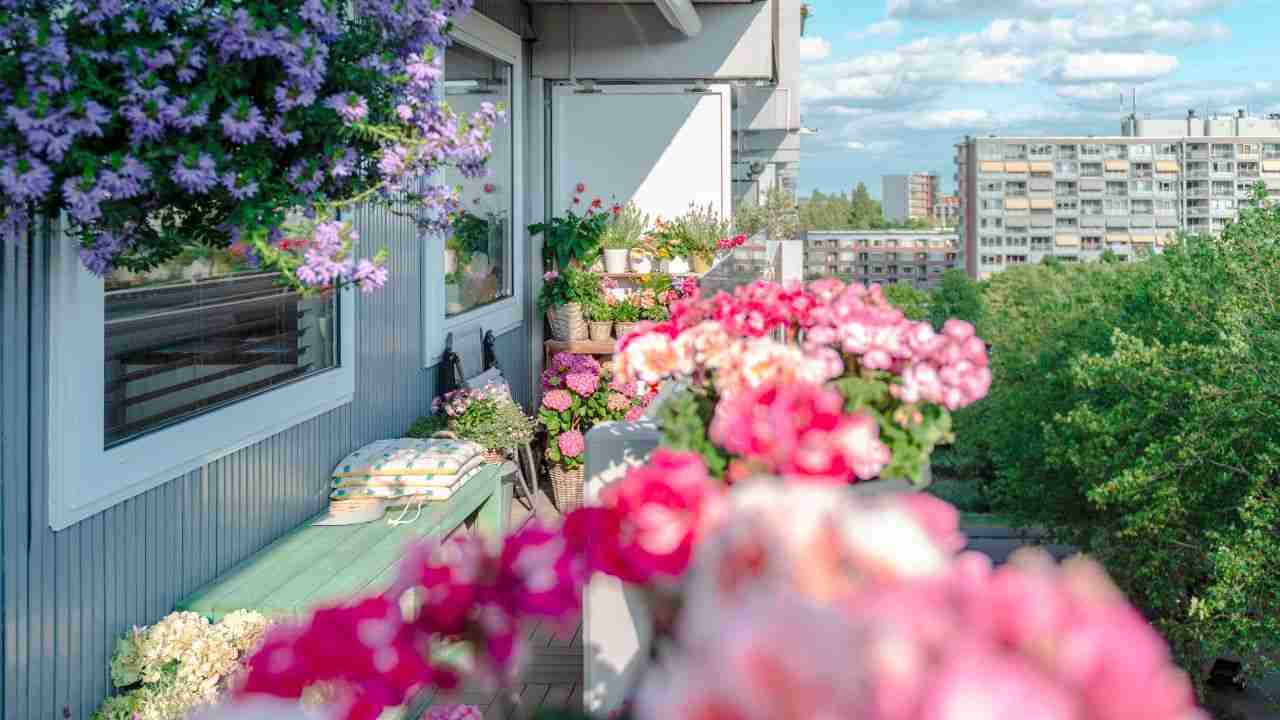 Piante perenni per balcone