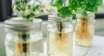Idrocoltura, una tecnica innovativa per coltivare le piante in acqua