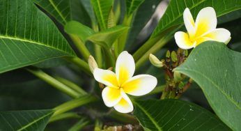 Plumaria: la pianta tropicale dai rami carnosi