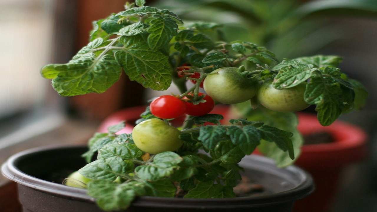 Coltivare i pomodori in vaso è possibile