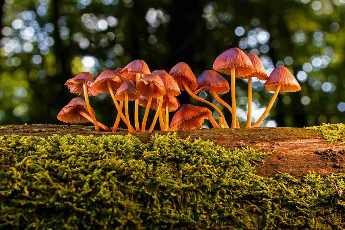 funghi cresciuti su tronco