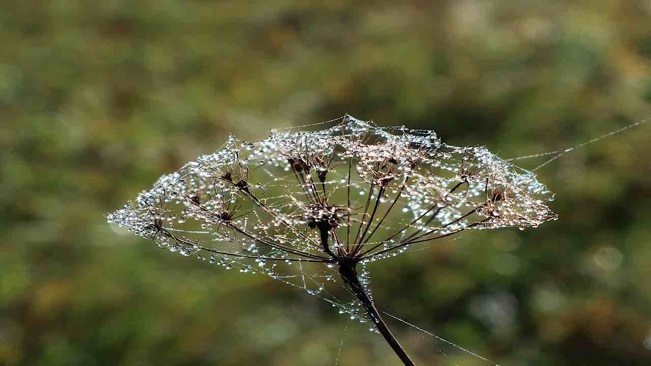 ragnatela sulle piante