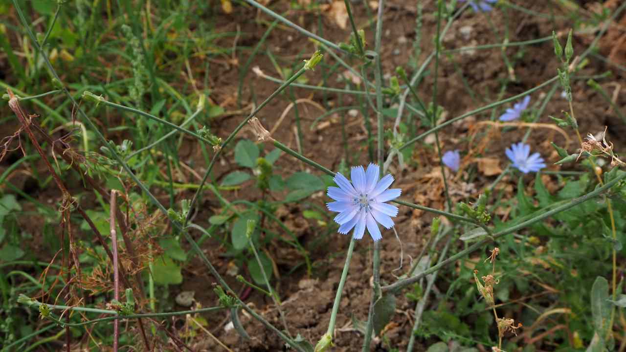 tromba marina chiamata cicoria