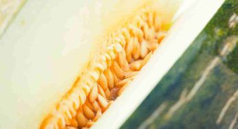 Semi di melone, sapevi che puoi trasformarli in latte? Ti sveliamo il trucco