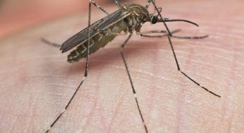 Che fine fanno le zanzare in inverno? La risposta ti lascerà senza parole