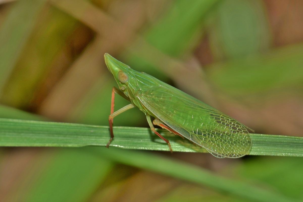 Cicalina verde su filo d'erba