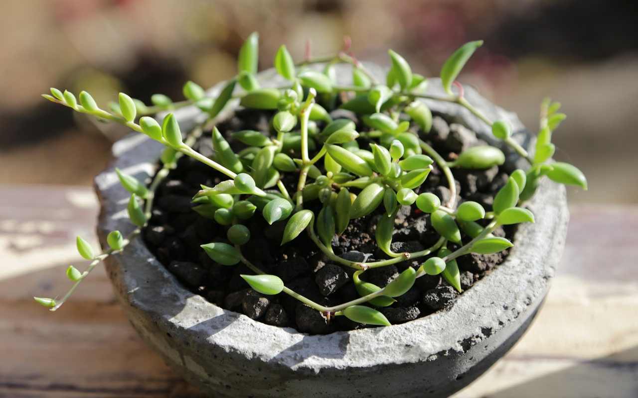 Senecio a collana in vaso