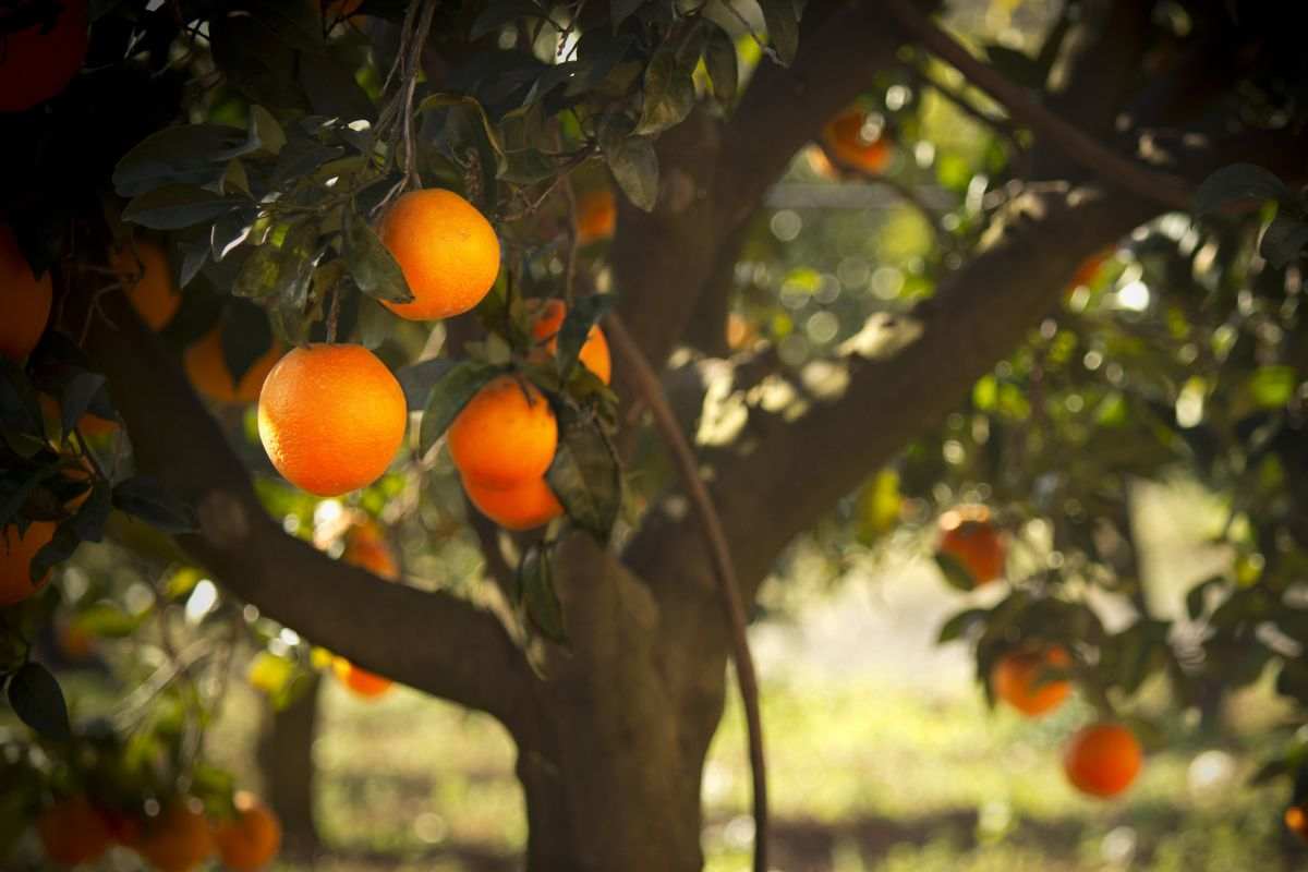 Arancio albero