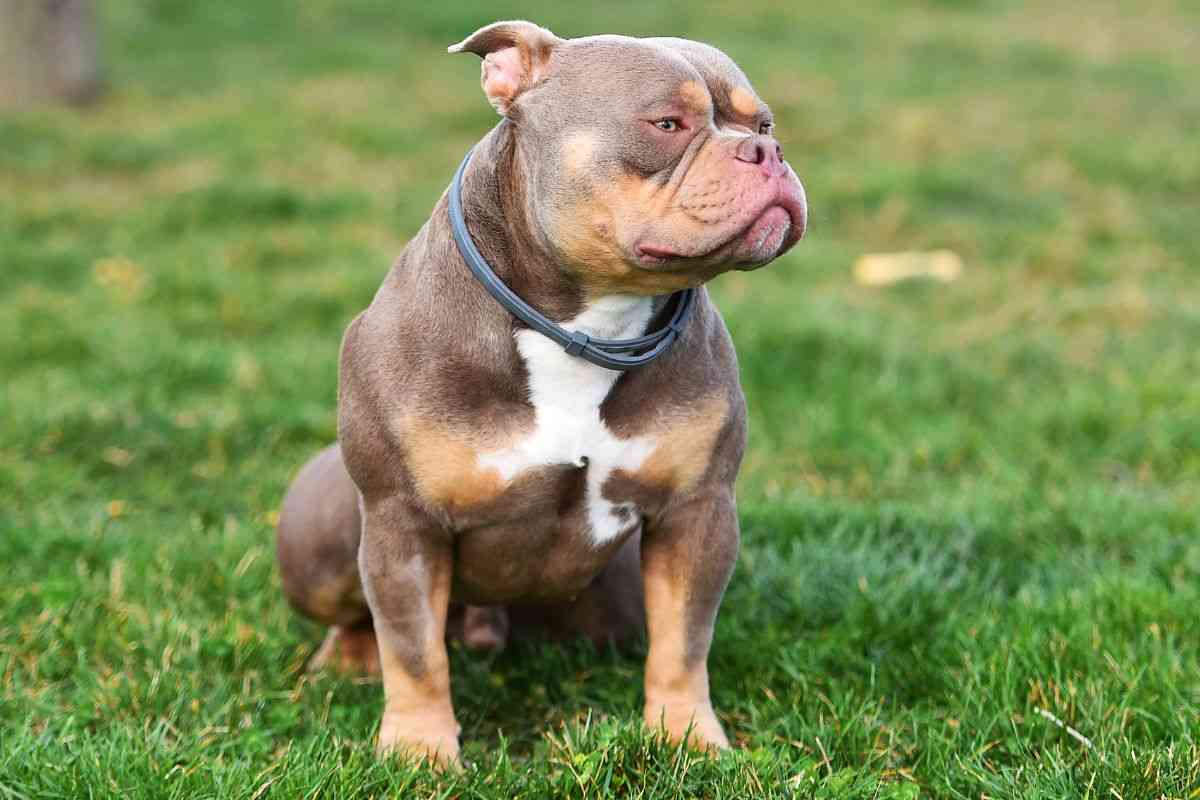 Un American Bully in giardino