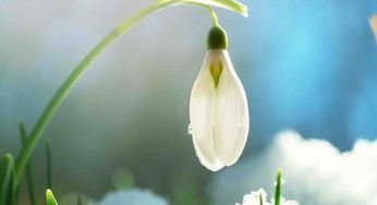 Gennaio, questi sono i fiori meravigliosi che sbocceranno