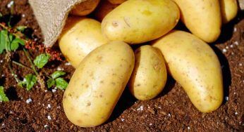 Patate, puoi coltivarle sia nell’orto che in vaso: come fare