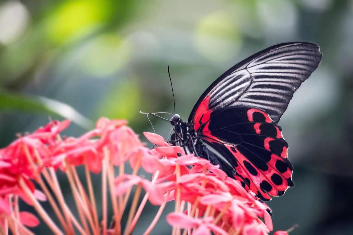 Farfalla impollina un fiore