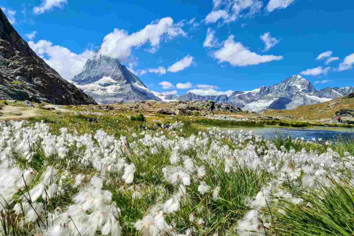 Campo fiorito