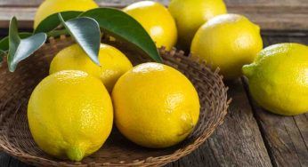 La talea di limone: una pianta in un ramo, è facilissimo e abbellirà la tua casa