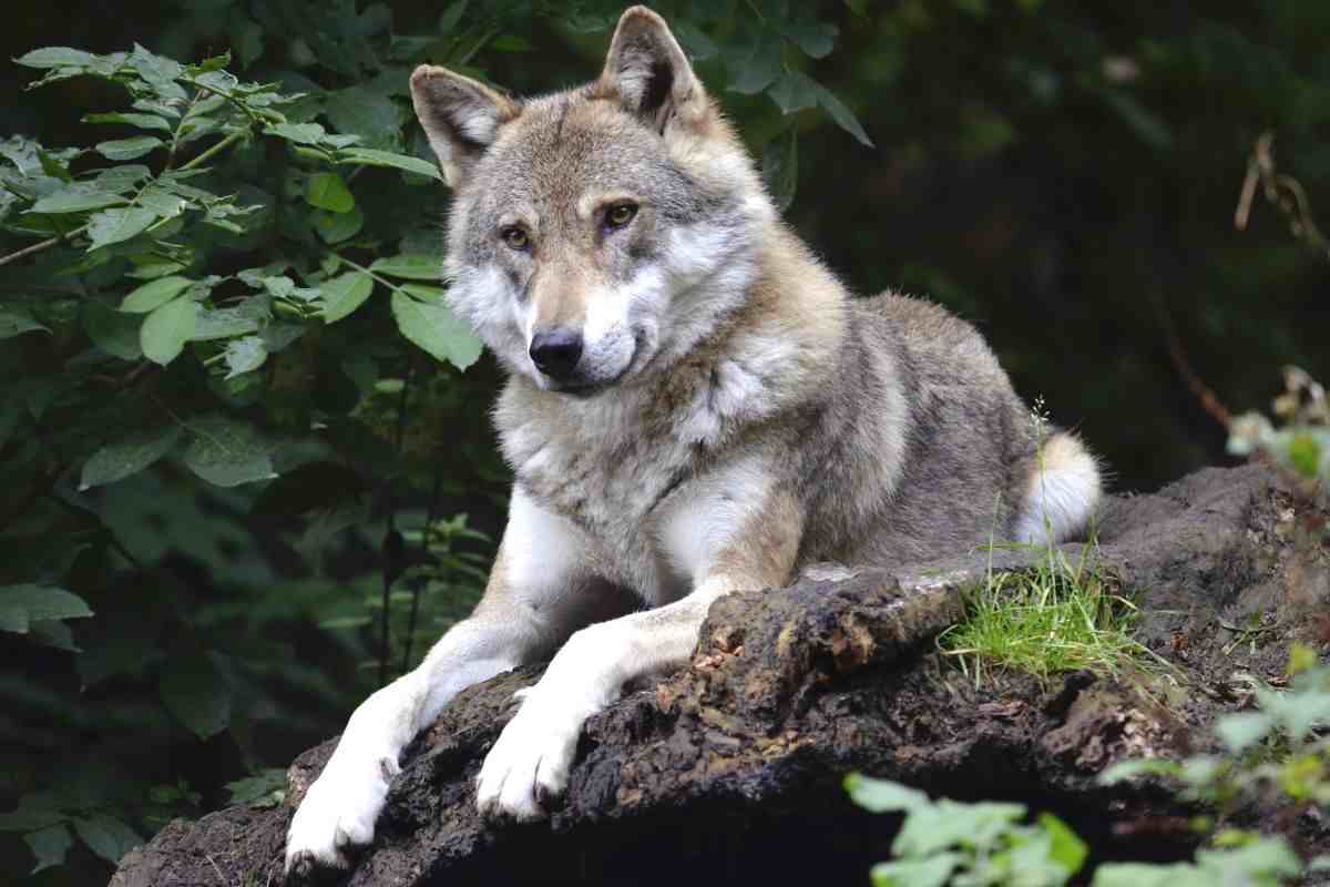 Un lupo nel bosco