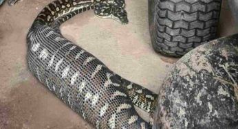 “Cose mai viste”, il serpente sorpreso a fare qualcosa di riluttante – FOTO