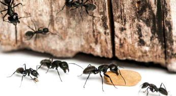 Eliminare le formiche definitivamente una volta per tutte