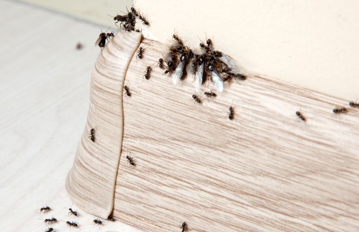 Il metodo dei tappi per eliminare le formiche, come funziona