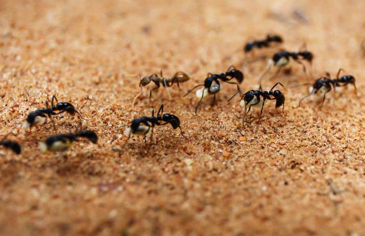 Come eliminare le formiche una volta per tutte e cosa fare in modo naturale per farle sparire