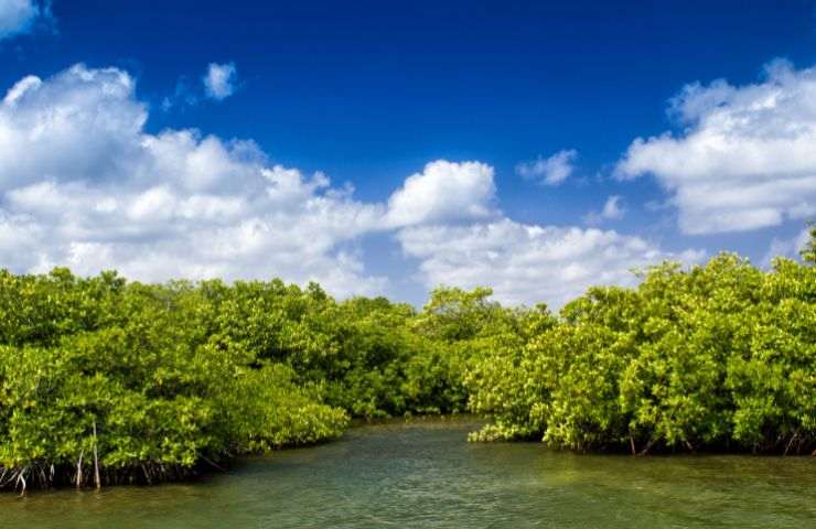 Mangrovie inquinamento cosa si sta facendo