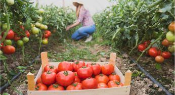 Cosa si pianta a maggio? Tutto quello che puoi seminare di buono in questo mese