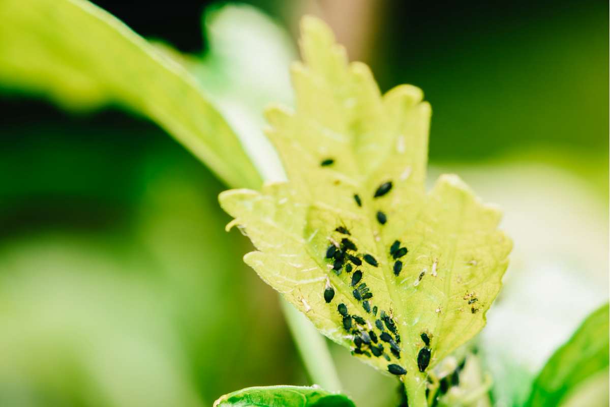 I parassiti infestano le tue piante? Con un metodo economico puoi proteggerle
