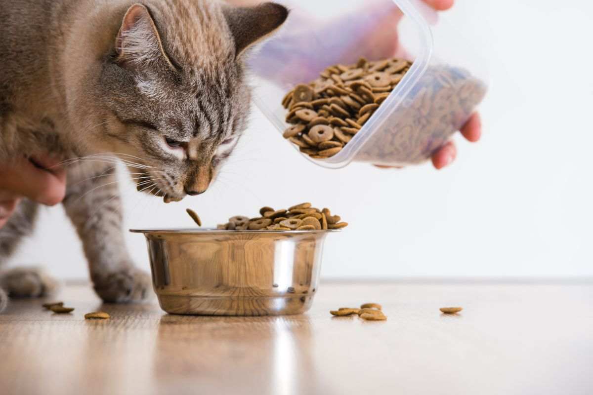 Somministrare cibo al gatto